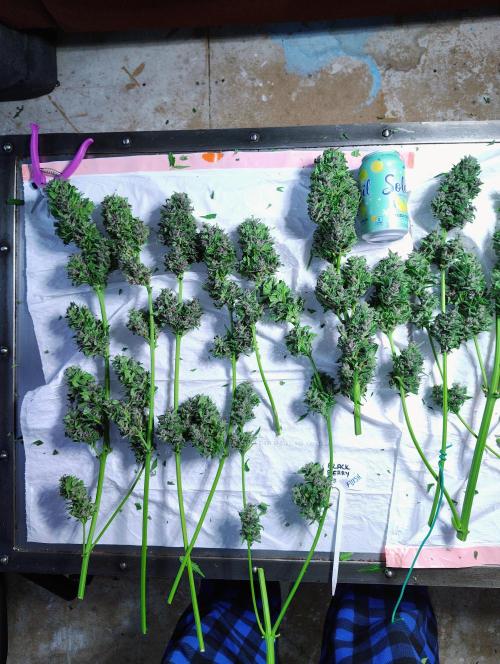 Winter 2025 garage grow. Week 4