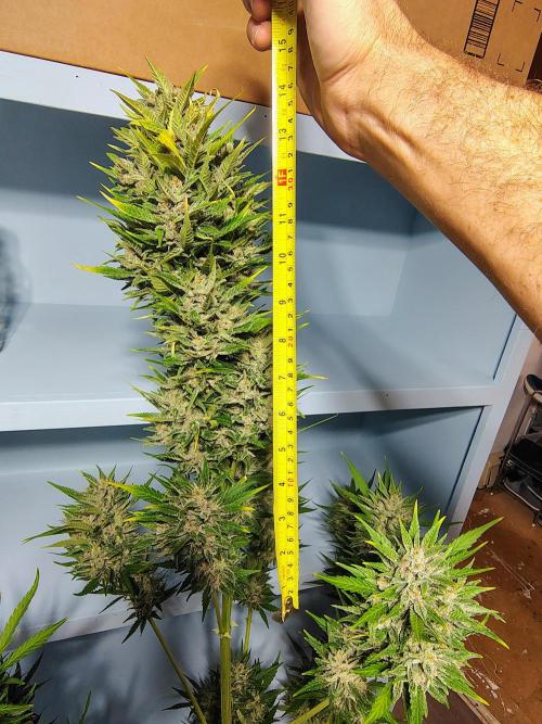 Winter 2025 garage grow. Week 4