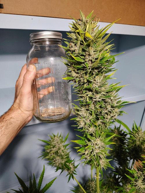 Winter 2025 garage grow. Week 4