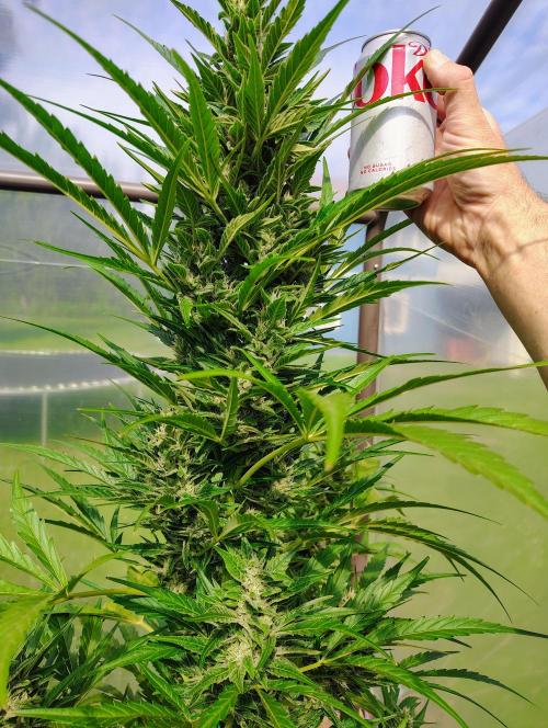 Winter 2025 garage grow. Week 4