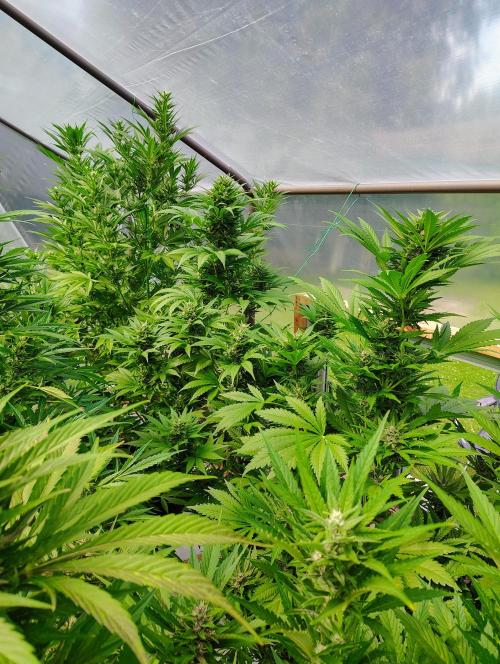 Winter 2025 garage grow. Week 4