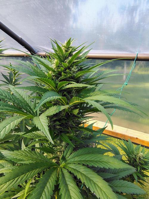 Winter 2025 garage grow. Week 4