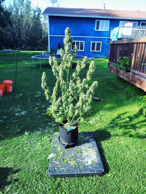 Winter 2025 garage grow. Week 4