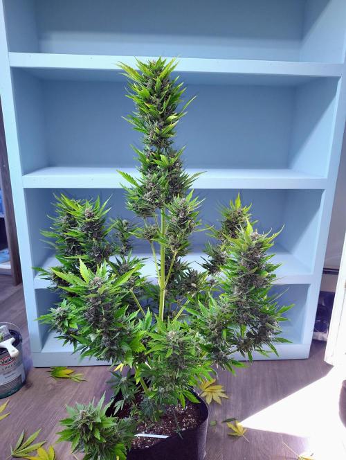 Winter 2025 garage grow. Week 4