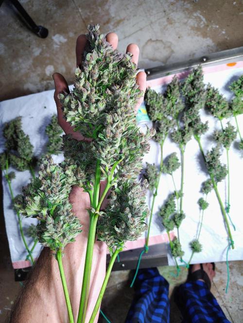 Winter 2025 garage grow. Week 4