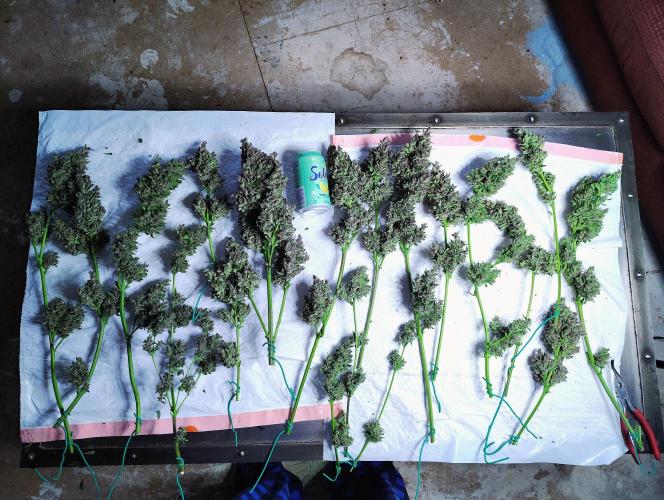 Winter 2025 garage grow. Week 4