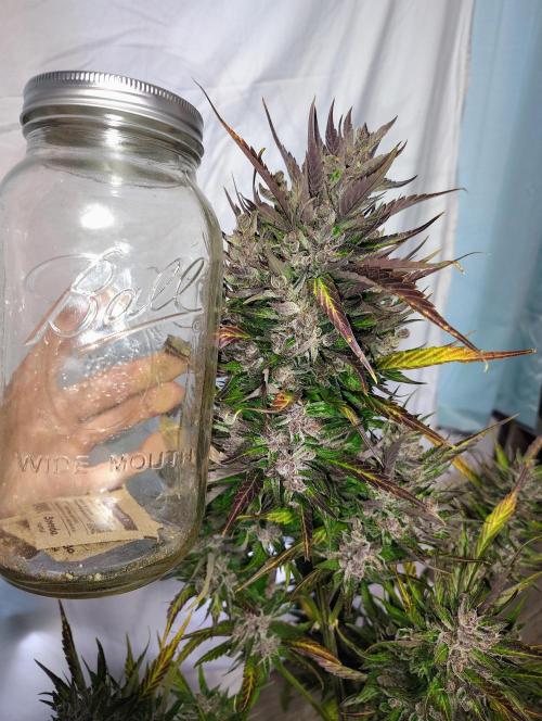 Winter 2025 garage grow. Week 4