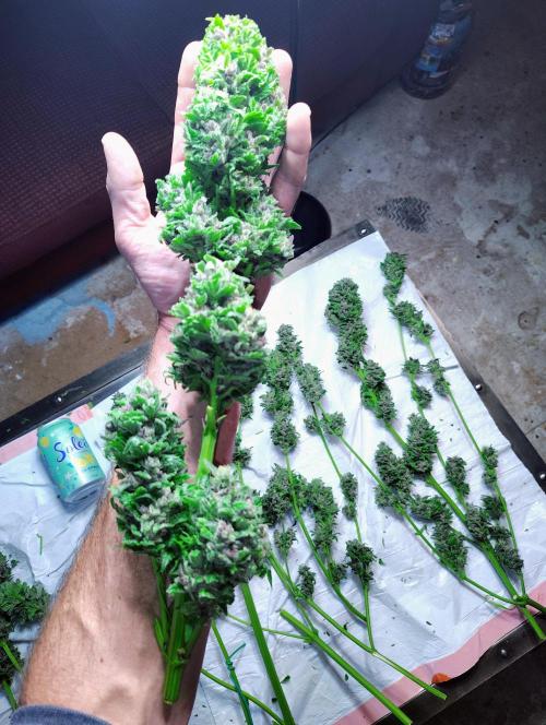 Winter 2025 garage grow. Week 4