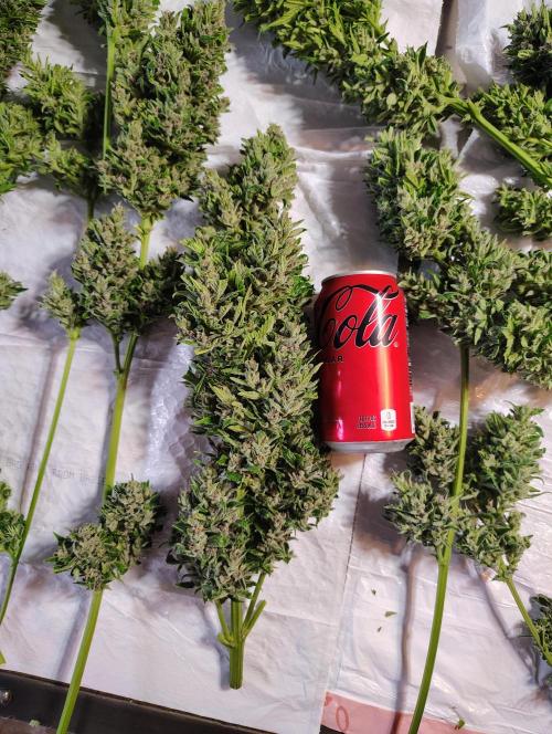 Winter 2025 garage grow. Week 4