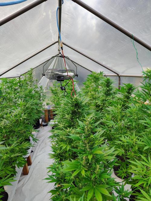 Winter 2025 garage grow. Week 4