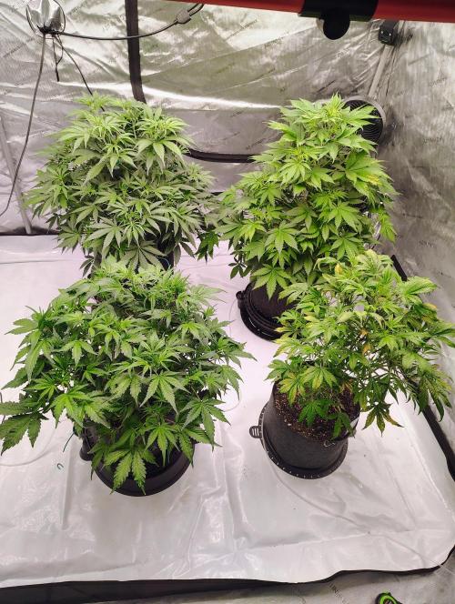 Winter 2025 garage grow. Week 5 - Finally found the problem my ph pen malfunctioned. New blue lab soil ph pen 