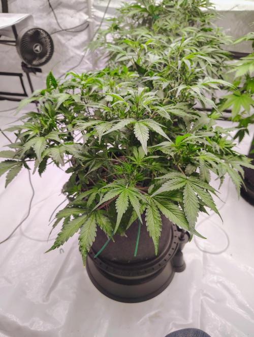 Winter 2025 garage grow. Week 5