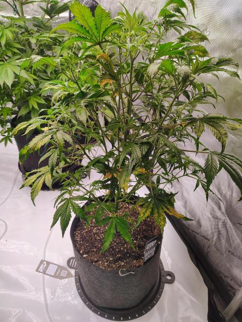 Winter 2025 garage grow. Week 5