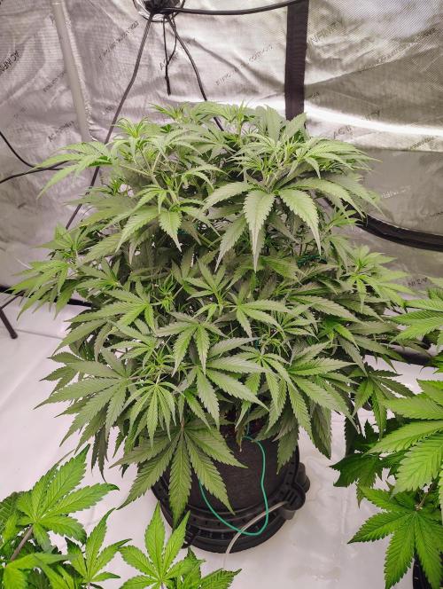 Winter 2025 garage grow. Week 5 - Forbidden Runtz even with a faulty ph pen this thing is thriving.