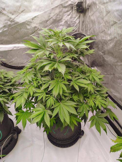 Winter 2025 garage grow. Week 5 - Blackberry definitely bounced back and is growing.