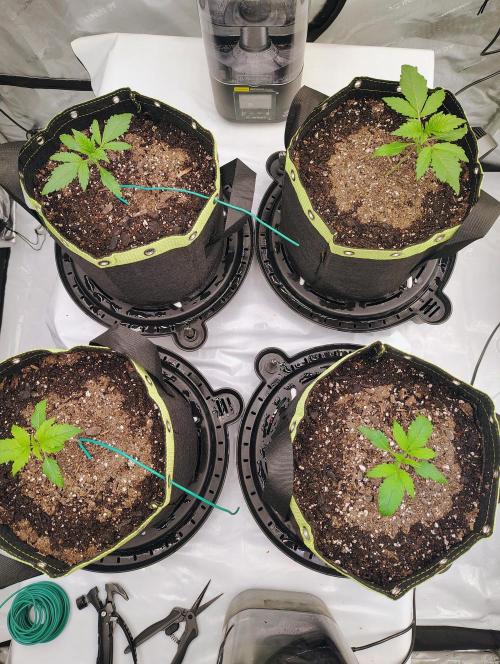 Banana Purple Punch RF3. Week 0 - 420 fast buds 🍌 