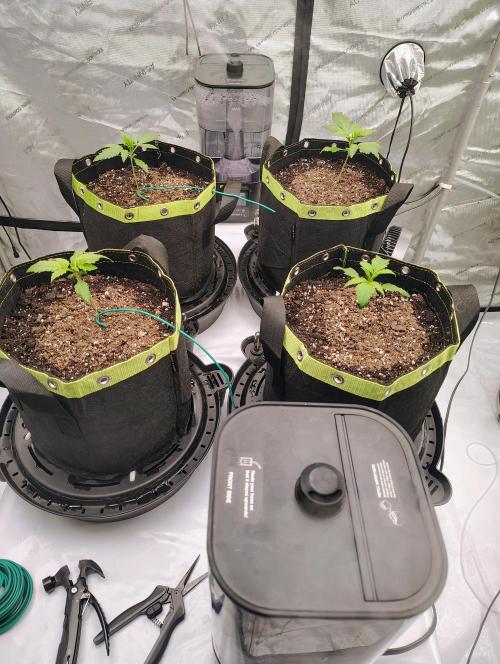 Banana Purple Punch RF3. Week 0