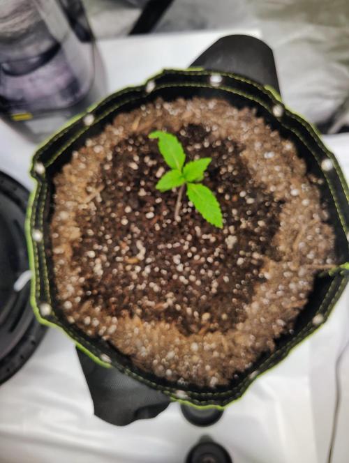 Banana Purple Punch RF3. Week 0