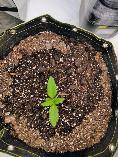 Banana Purple Punch RF3. Week 0