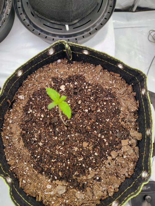 Banana Purple Punch RF3. Week 0