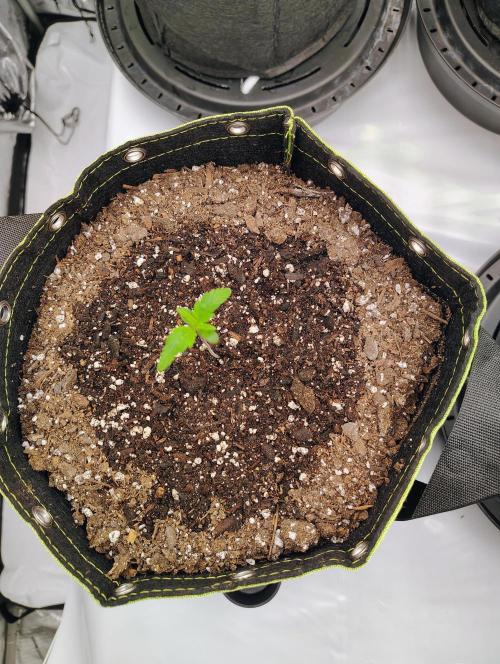 Banana Purple Punch RF3. Week 0