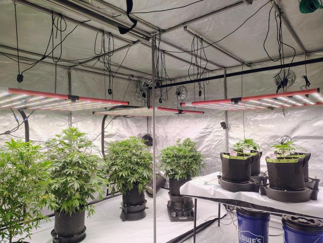 Winter 2025 garage grow. Week 1 - Thought I got all plants missing 