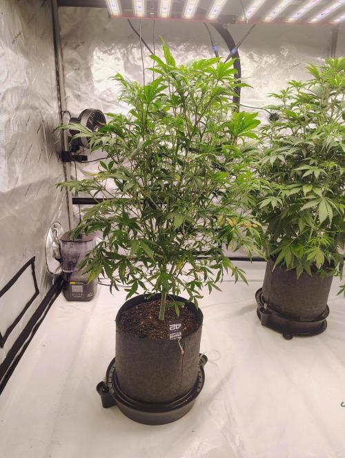 Winter 2025 garage grow. Week 1