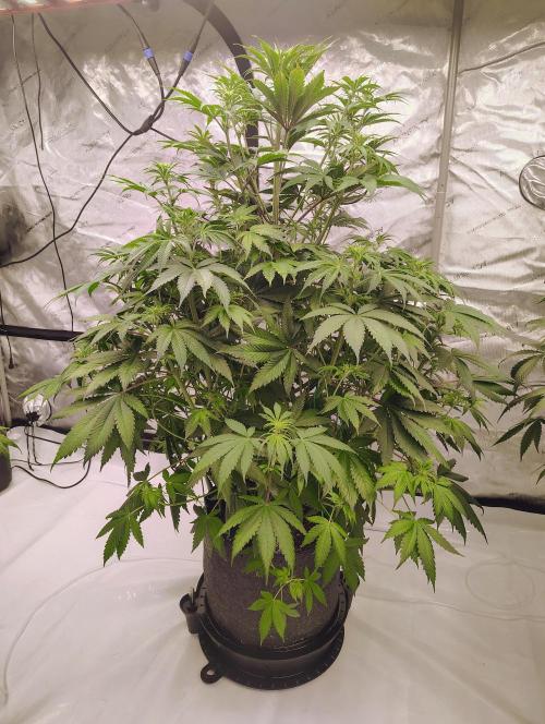 Winter 2025 garage grow. Week 1 - Blackberry chugging along she was the first to show signs of flower. 