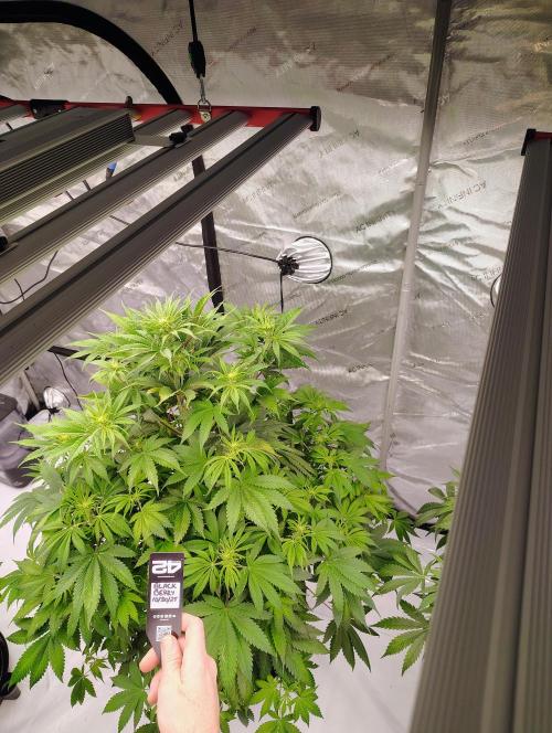 Winter 2025 garage grow. Week 1 - Top view of blackberry 