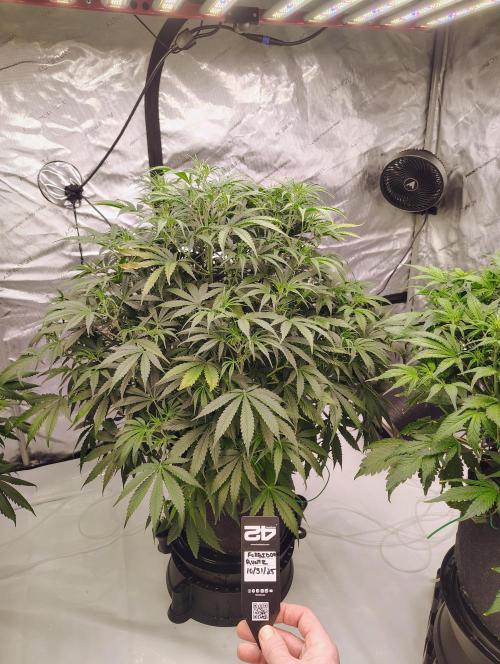 Winter 2025 garage grow. Week 1 - Forbidden Runtz she definitely has the size. Still in pre flower stretch. 