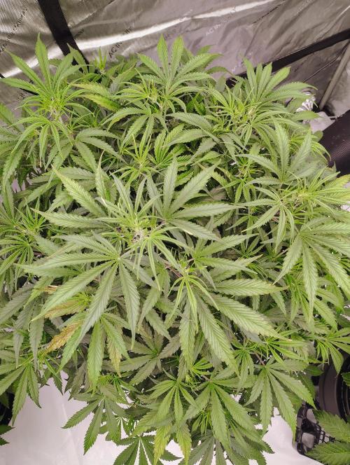 Winter 2025 garage grow. Week 1 - Top view Forbidden Runtz 