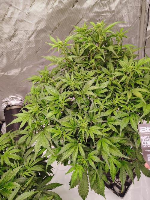 Winter 2025 garage grow. Week 1