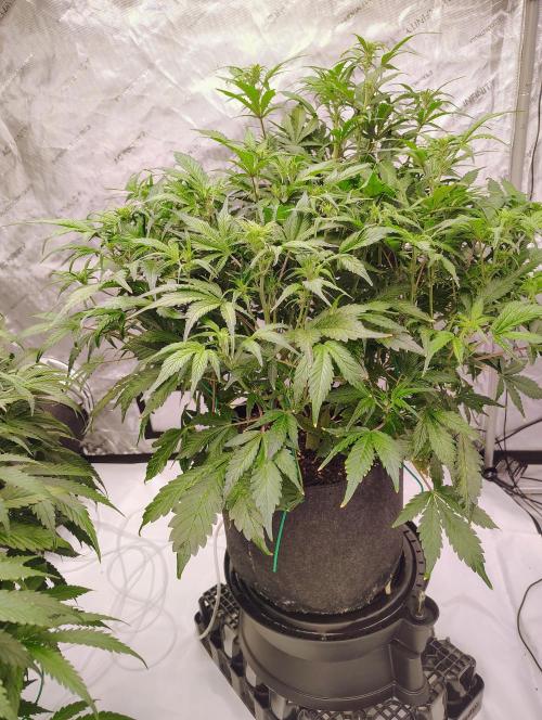 Winter 2025 garage grow. Week 1