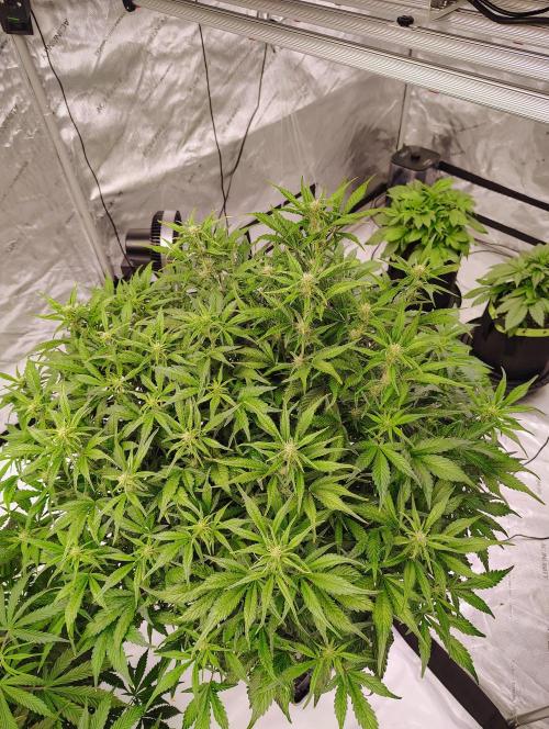Winter 2025 garage grow. Week 6