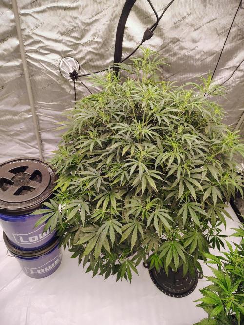 Winter 2025 garage grow. Week 6