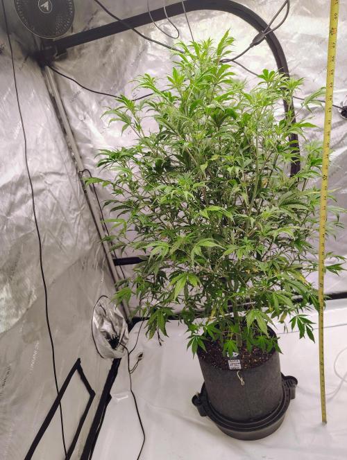 Winter 2025 garage grow. Week 6