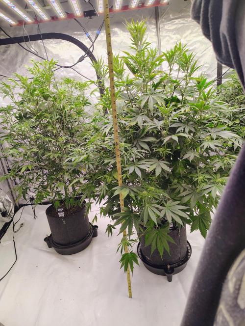 Winter 2025 garage grow. Week 6 - Blackberry farthest in 🌹 stacking nice can't wait to see what feno I get.