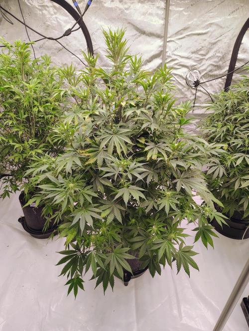 Winter 2025 garage grow. Week 6 - Another pick of blackberry.