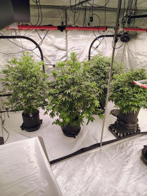 Winter 2025 garage grow. Week 6 - Pic of all 4 