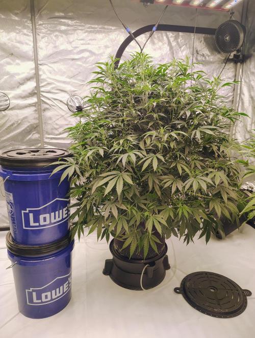 Winter 2025 garage grow. Week 6 - Side pic of Forbidden Runtz she drinks 2 gal of nutes a day straight feed 