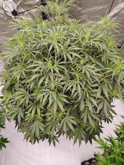 Winter 2025 garage grow. Week 6 - Top pic of Forbidden Runtz 