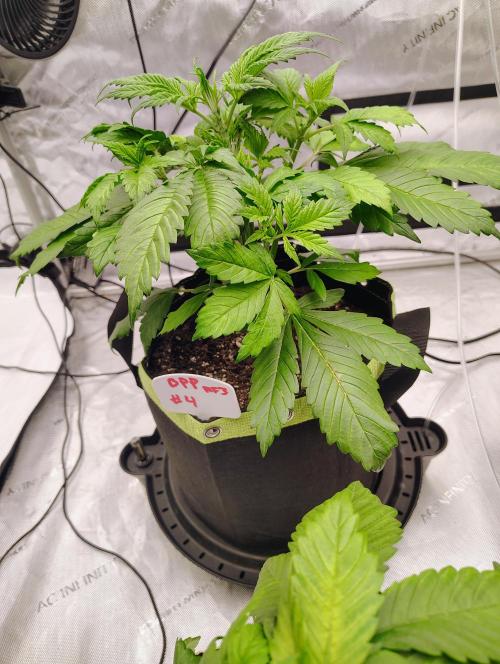 Banana Purple Punch RF3. Week 2 - BPP #4 going strong starting LST next week