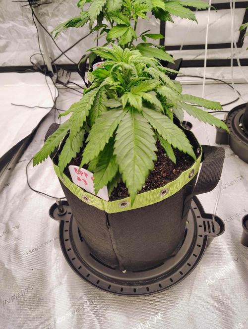 Banana Purple Punch RF3. Week 2 - BPP #3 going strong starting LST next week upping the nutes to 10 ml per gallon 