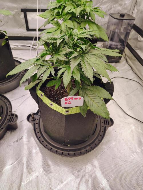 Banana Purple Punch RF3. Week 2 - BPP #2 going strong starting LST 