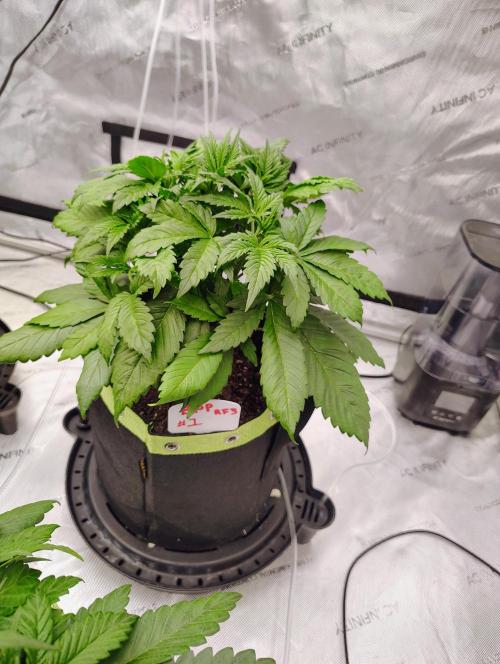 Banana Purple Punch RF3. Week 2 - BPP #1 going strong LST next week