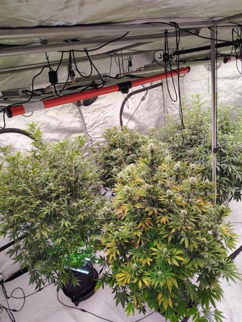 Winter 2025 garage grow. Week 7 - Definitely brought these girls back