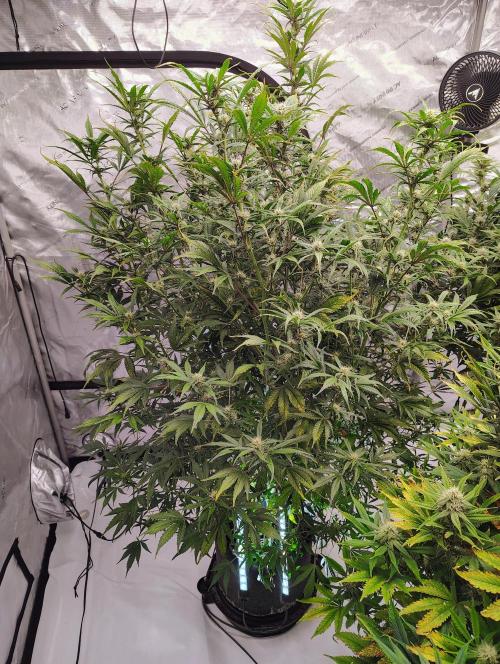 Winter 2025 garage grow. Week 7