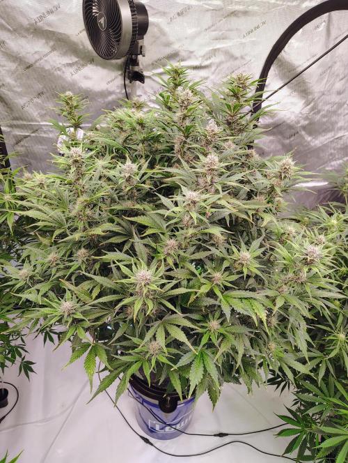 Winter 2025 garage grow. Week 7