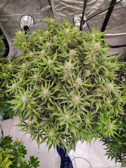 Winter 2025 garage grow. Week 7