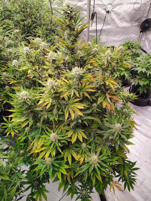 Winter 2025 garage grow. Week 7 - Blackberry was the first to flower so she was hit hard. She is definitely stacki